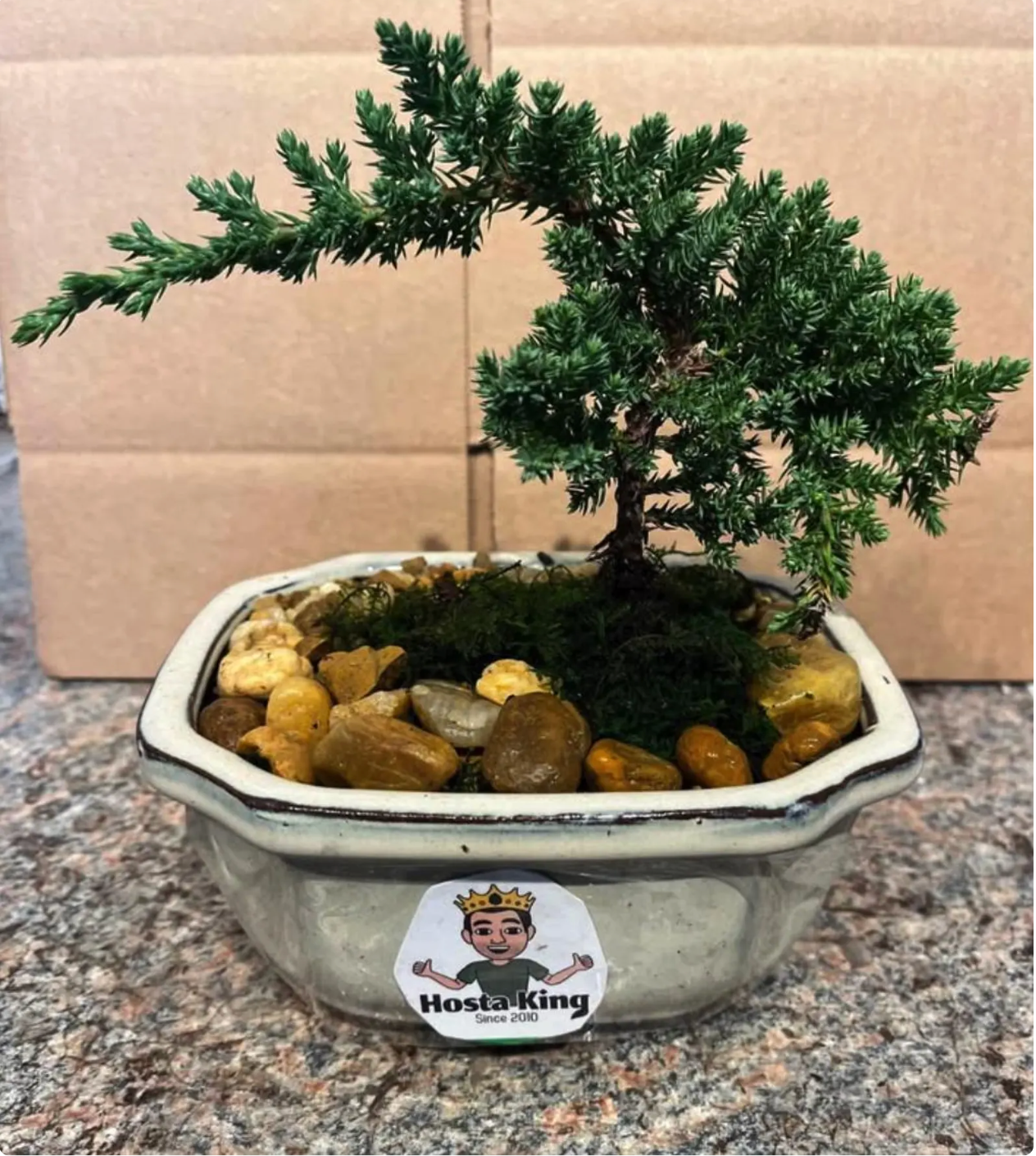 Live Japanese Bonsai Tree. Comes with Decorative Clay Pot, Great Gift, Rare, Only a Few Left, For Greenhouse Pickup Only.