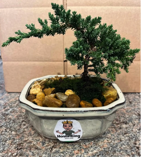 Live Japanese Bonsai Tree. Comes with Decorative Clay Pot, Great
