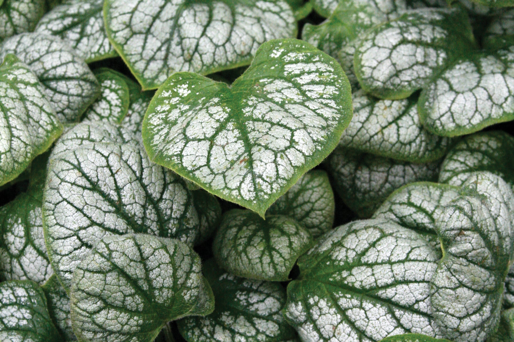 2 Live Jack Frost Brunnera Starter Perennials. Love Shade, Deer