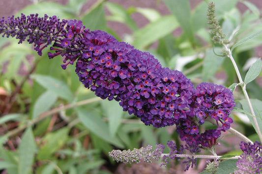 2 Buddleia Black Knight Butterfly Bush Starter Perennials. Compact Variety. Long Bloomers. Love Sun.