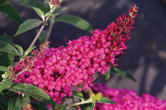 Creek Hill Nursery / Buddleia 'Raspberry Butterfly Bush'
