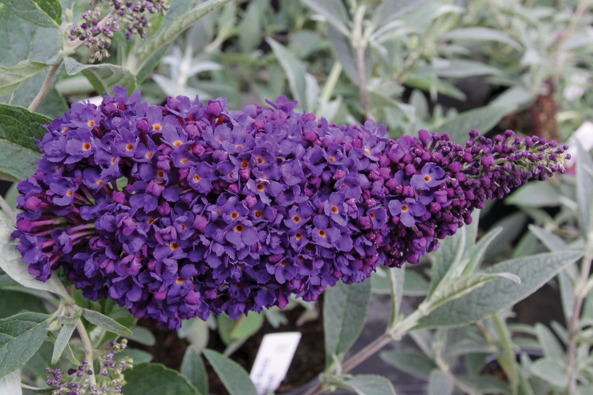 Creek Hill Nursery, Inc. / Buddleia Buzz Midnight