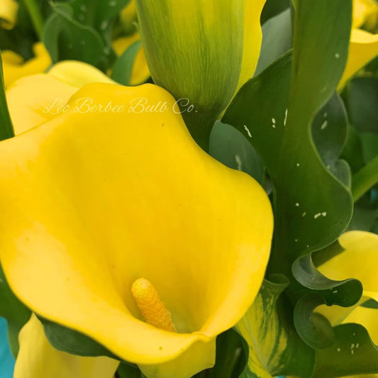 Leo Berbee Bulb Co. / Calla 'Monte Carlo'