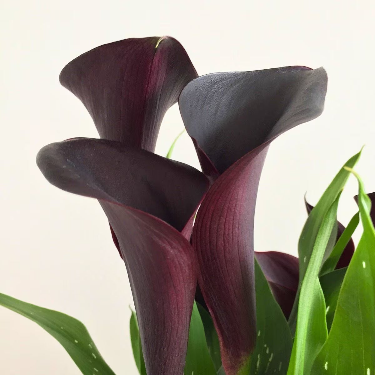 Leo Berbee Bulb Co. / Calla Montevideo