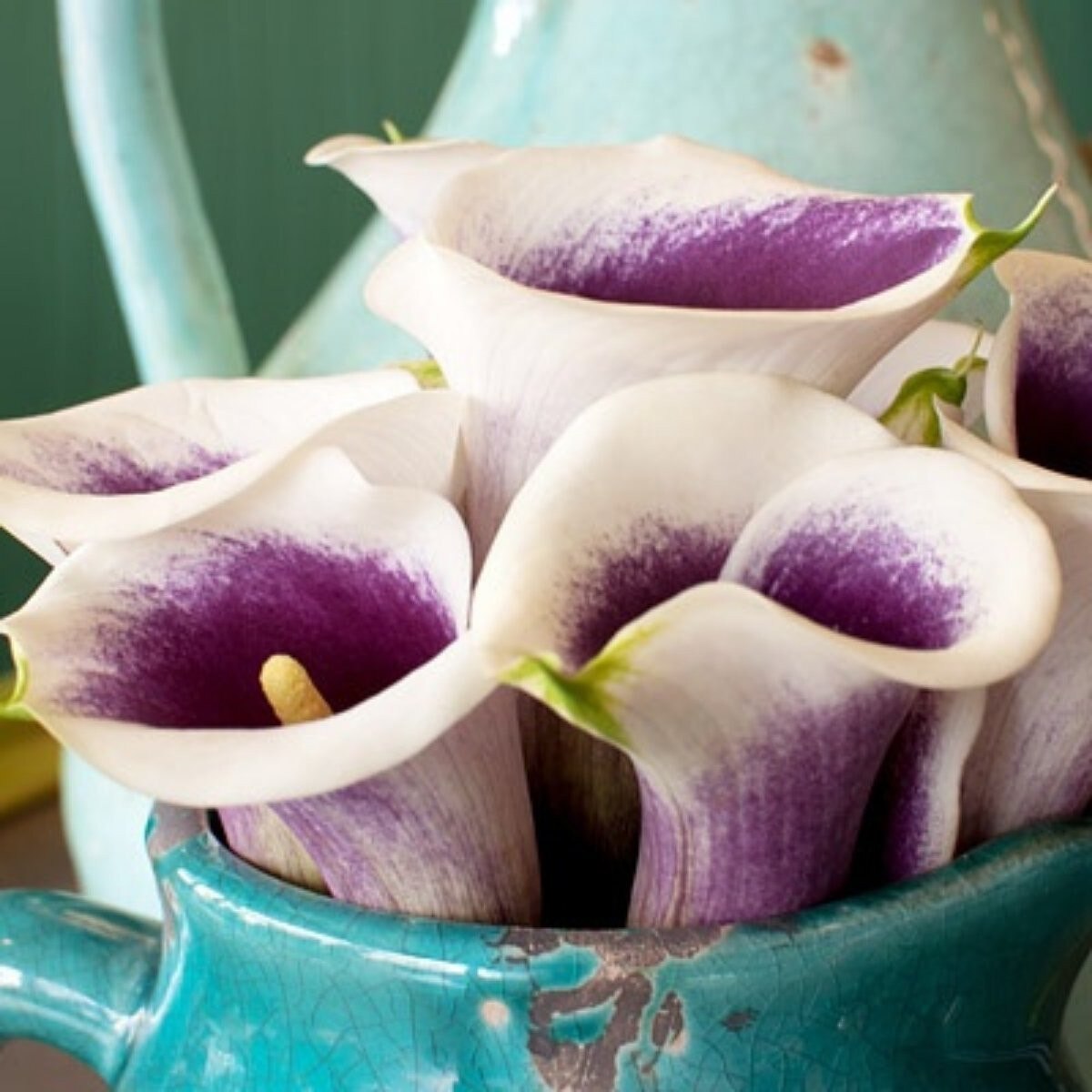 3 Calla Picasso. Mixed Blooms. Pollinator. Easy to Grow. Loves Sun.
