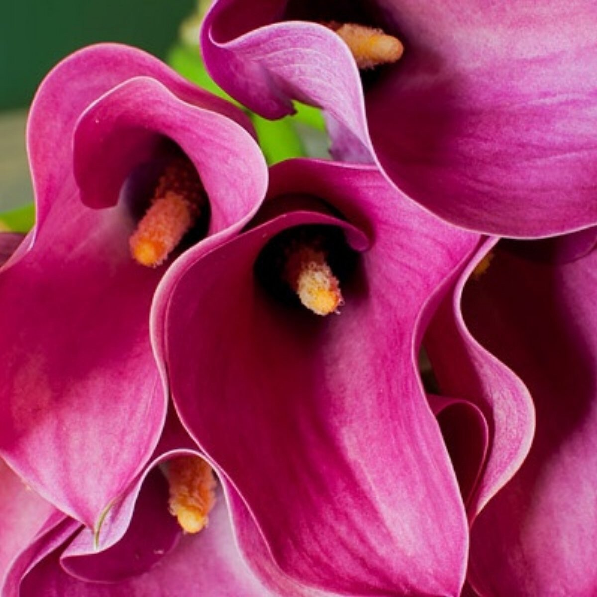 3 Calla Zazu. Hot Pink. Long Blooming. Pollinator. Easy to Grow. Loves Sun.