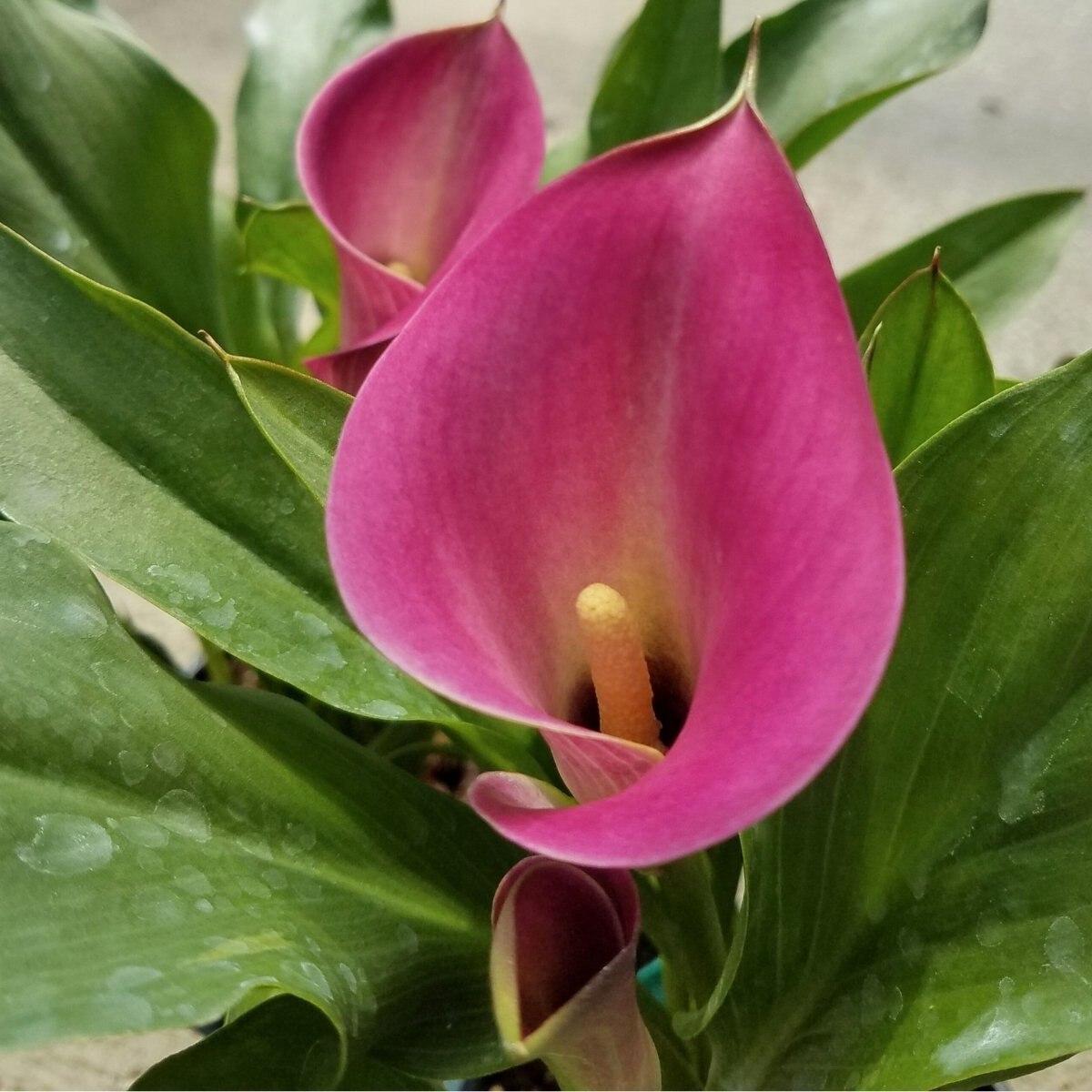 3 Calla Sumatra. Pretty Pink. Long Blooming. Pollinator. Easy to Grow. Loves Sun.