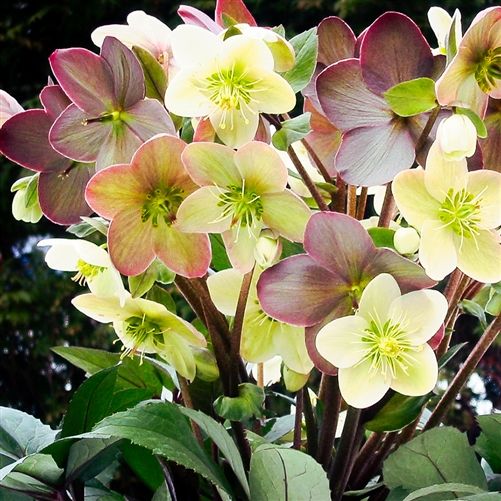 Candy Love Lenten Rose Perennial