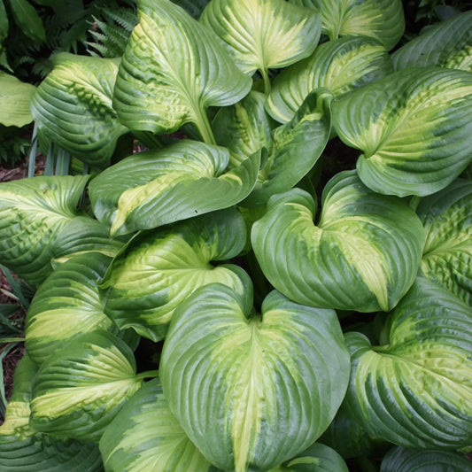 Cathedral Windows Hosta. Easy to Grow. Loves Shade. Stunning Colors.