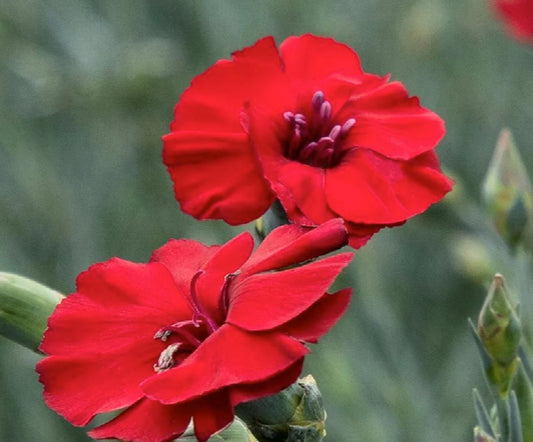 3 Live Dianthus Cherry Pie Perennial Plants. Loves Sun. Easy to Grow. Pollinator.