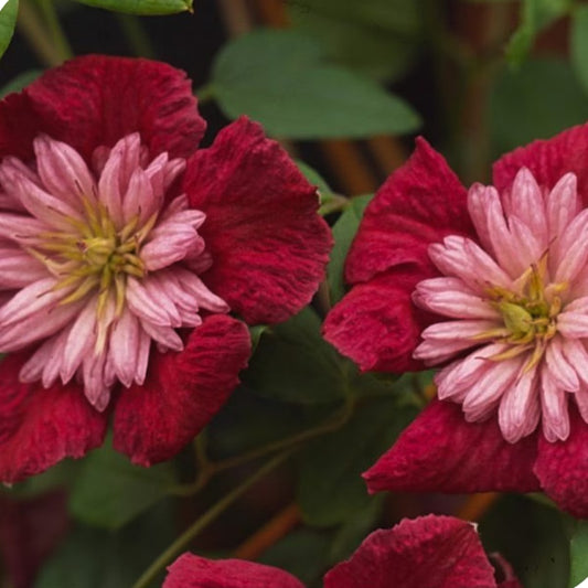 Berbee Bulb Co. / Clematis 'Avante Garde'