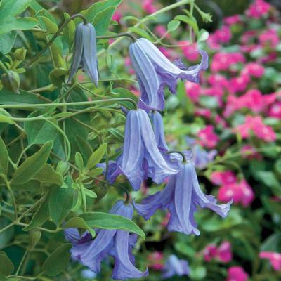 Swift Greenhouses, Inc. / Clematis viticella 'Betty Corning'