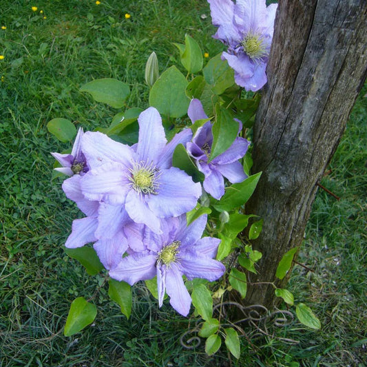 Berbee Bulb Co. / Clematis 'Blue Angel'