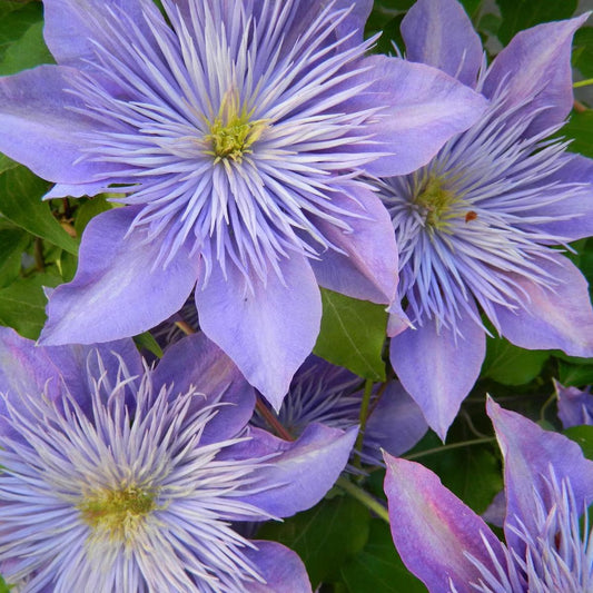 Berbee Bulb Co. / Clematis 'Crystal Fountain'