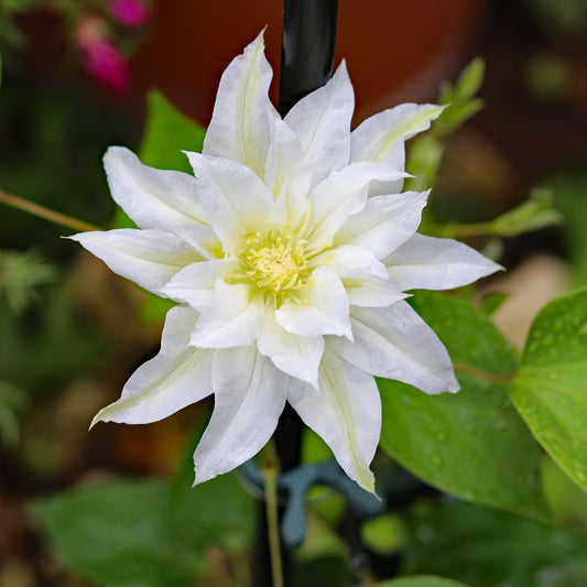 Berbee Bulb Co. / Clematis 'Duchess of Edinburgh'