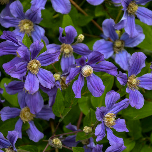 Clematis 'Rain Dance' Bush Clematis. Large, Beautiful Flowers. Rebloomer.