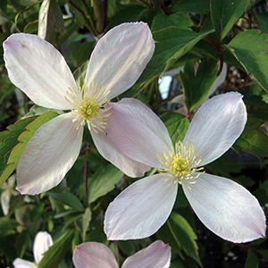 Clematis viticella 'Reubens' Starter Perennial. Grows 20-40 feet high. Lovely Pink Blooms. Loves. Sun.