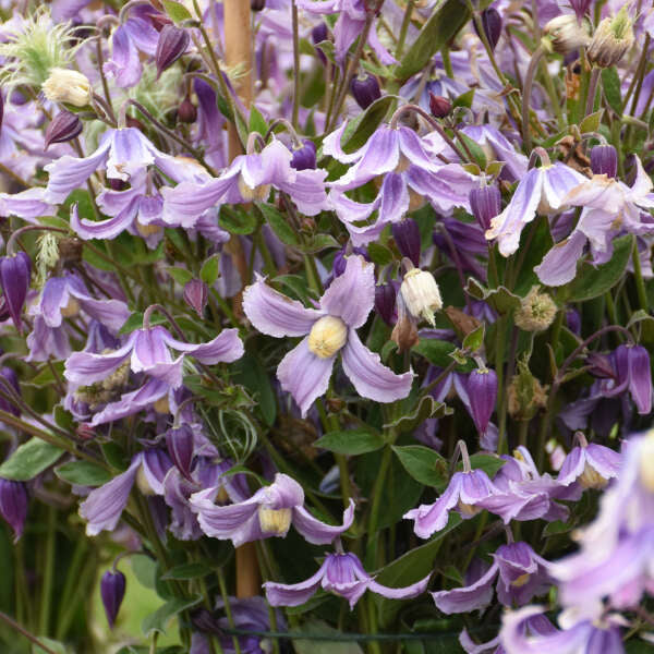 Clematis 'Stand By Me Lavender' Bush Clematis. Dark Purple Buds. Lavender Flowers. Rebloomer.