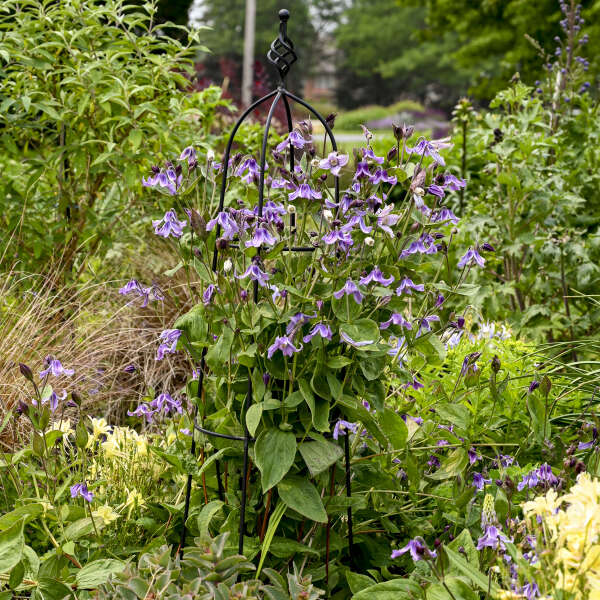 Clematis 'Stand By Me Lavender' Bush Clematis. Dark Purple Buds. Lavender Flowers. Rebloomer.