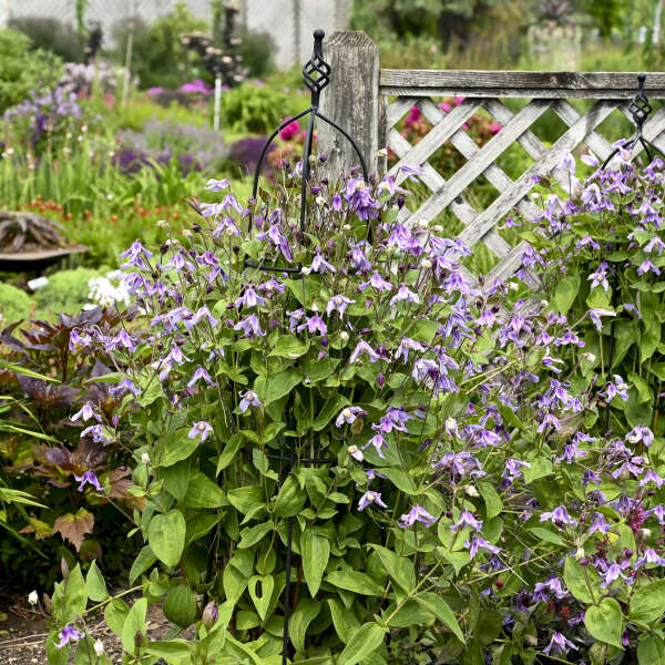 Clematis 'Stand By Me Lavender' Bush Clematis. Dark Purple Buds. Lavender Flowers. Rebloomer.