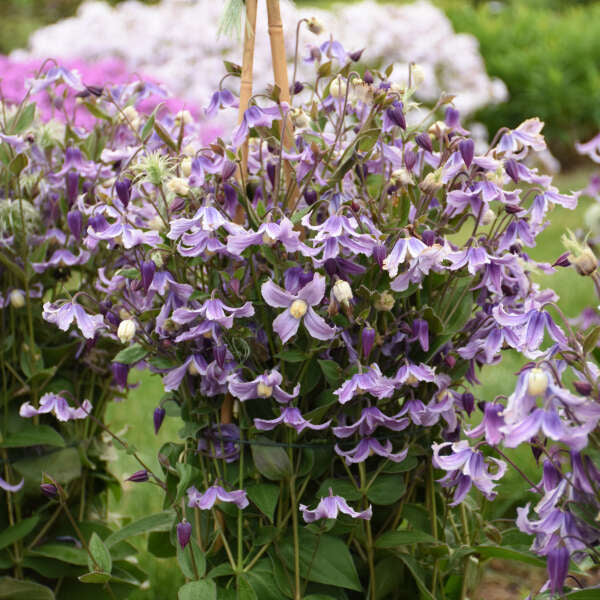 Clematis 'Stand By Me Lavender' Bush Clematis. Dark Purple Buds. Lavender Flowers. Rebloomer.