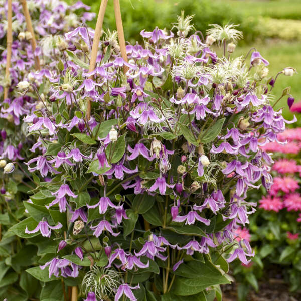 Clematis 'Stand By Me Pink' Bush Clematis. Pink Shades. Rebloomer.