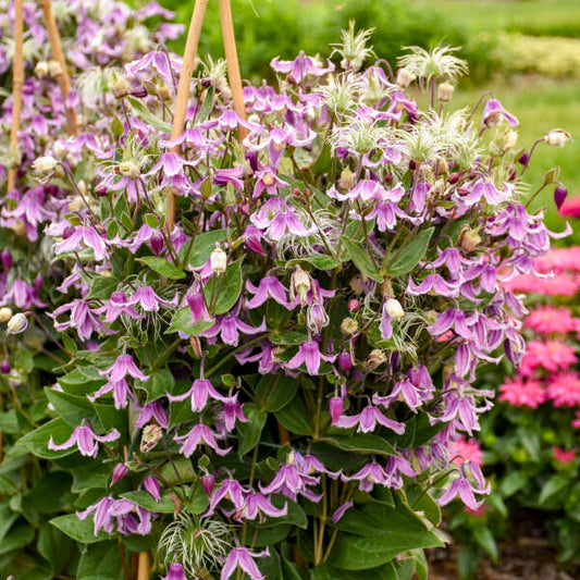 Clematis 'Stand By Me Pink' Bush Clematis. Pink Shades. Rebloomer.