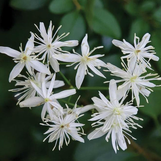 Swift Greenhouses, Inc. / Clematis 'Sweet Autumn'