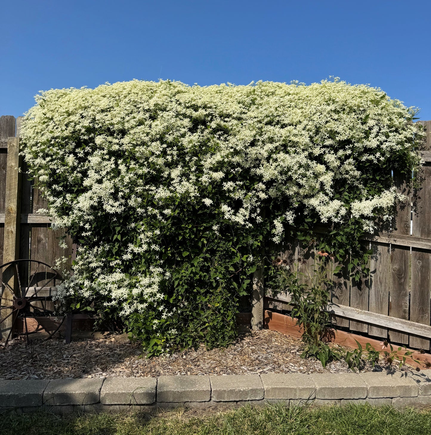 Swift Greenhouses, Inc. / Clematis 'Sweet Autumn'