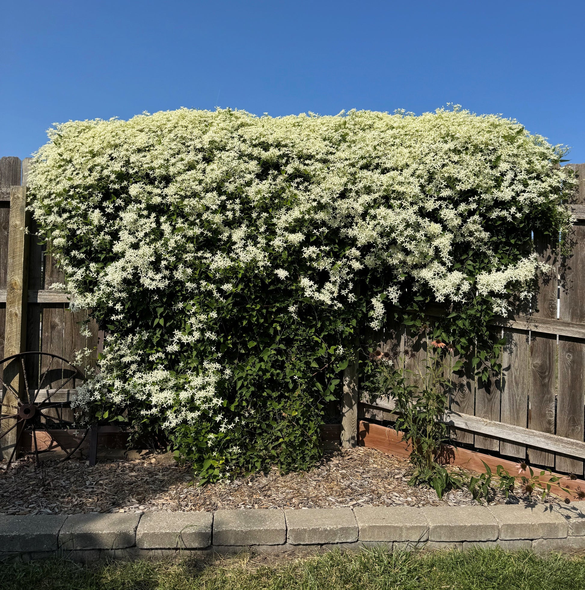 Swift Greenhouses, Inc. / Clematis 'Sweet Autumn'