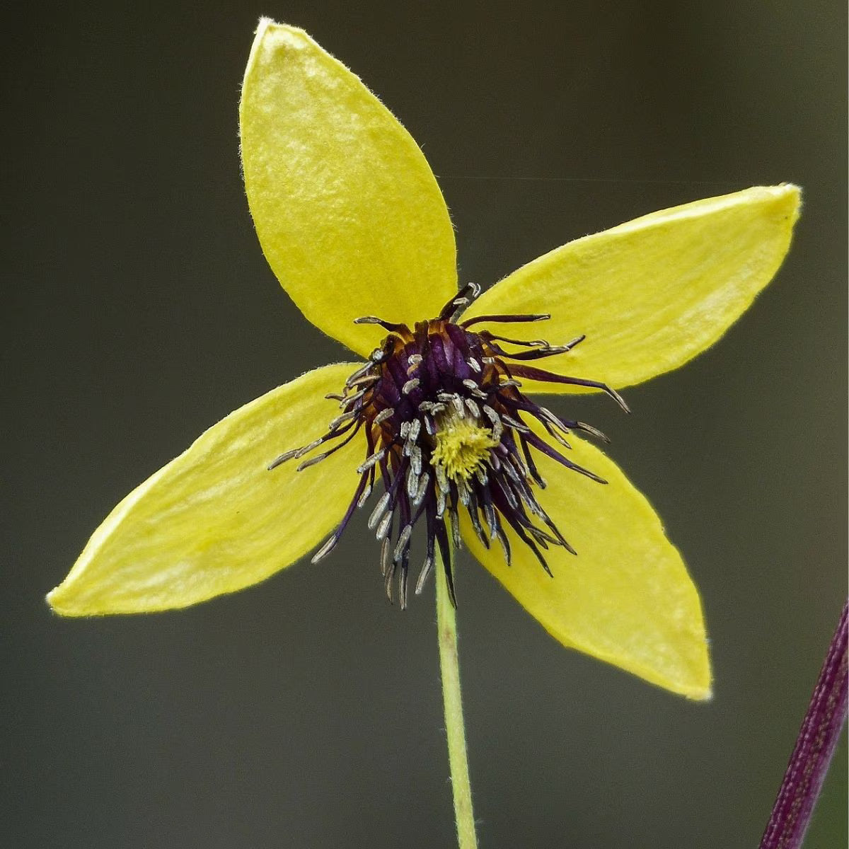 Berbee Bulb Co. / Clematis 'Tangutica'
