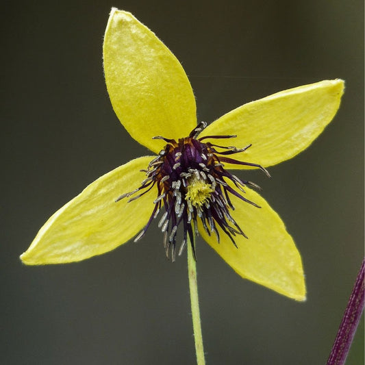 Berbee Bulb Co. / Clematis 'Tangutica'
