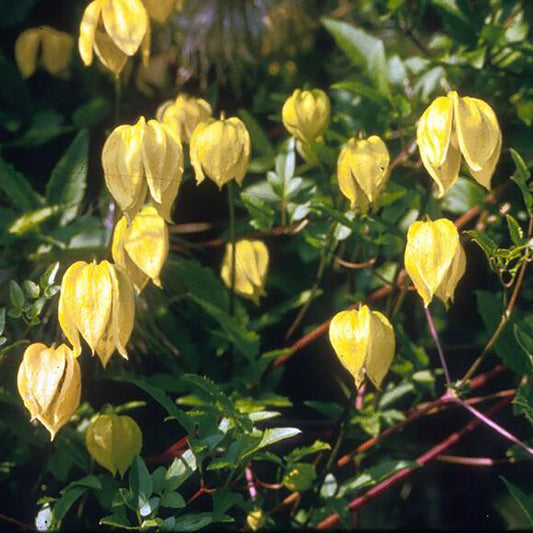 Swift Greenhouses, Inc. / Clematis 'Tangutica' Src: Plug