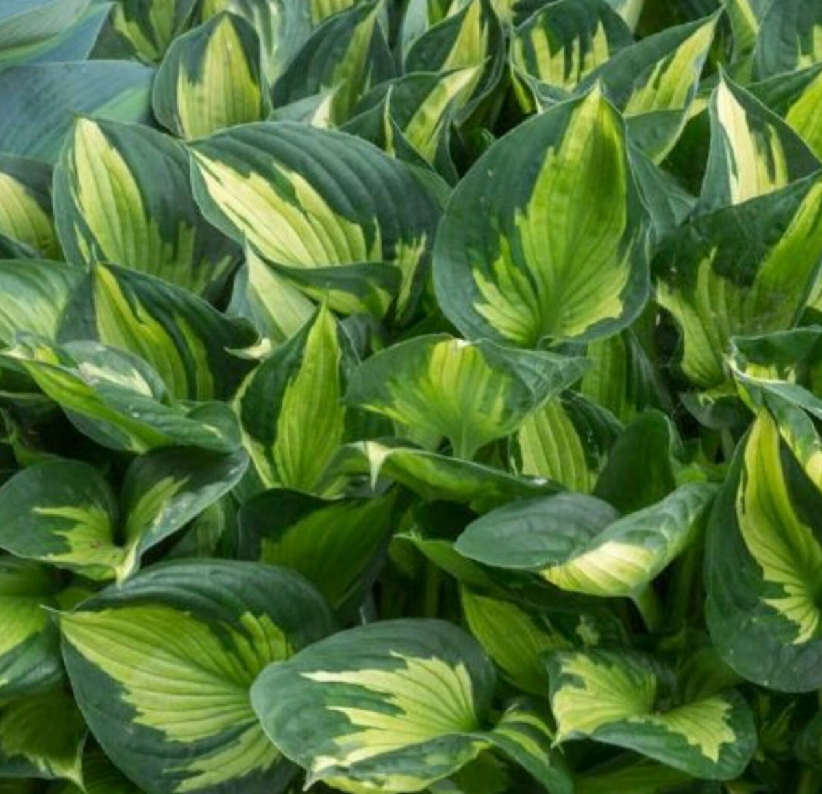 2 Hosta 'Coloured Hulk' Starter Bare Root Perennials. Eye-Catching Var ...