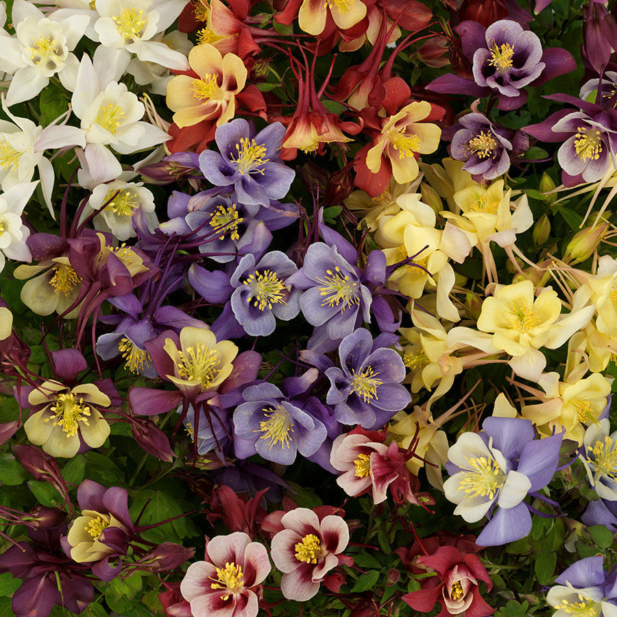 3 Aquilegia xhybrida Earlybird™ Mix Columbine Perennial Starters. Easy ...