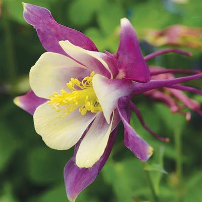 Swift Greenhouses, Inc. / Aquilegia hybrida 'Earlybird™ Purple Yellow'