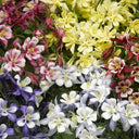 Walters Gardens, Inc. via Syngenta Flowers, Inc / Aquilegia caerulea 'Kirigami™ Mix'