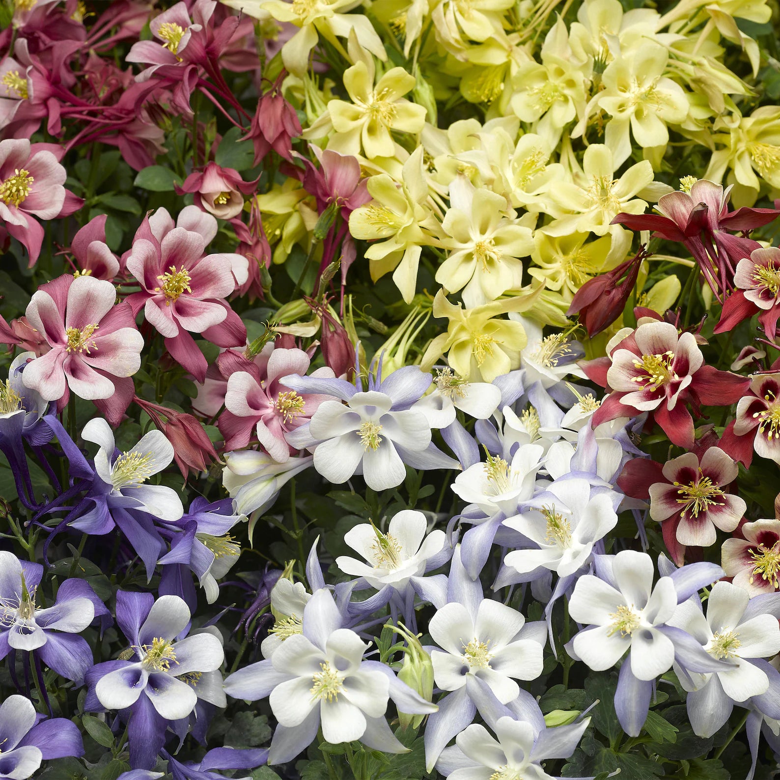Walters Gardens, Inc. via Syngenta Flowers, Inc / Aquilegia caerulea 'Kirigami™ Mix'