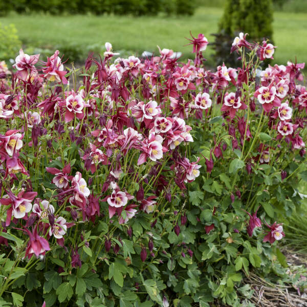 Walters Gardens / Aquilegia EARLYBIRD™ Red White