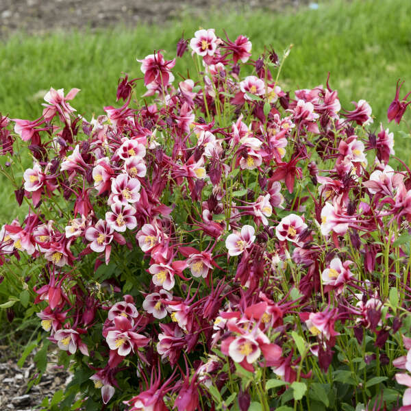 Walters Gardens / Aquilegia EARLYBIRD™ Red White