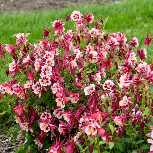 Walters Gardens / Aquilegia EARLYBIRD™ Red White