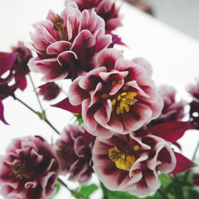 4-Pack Aquilegia vulgaris 'Winky Double Red - White' Columbine Perennial Starters. Abundant Flowers on Sturdy Stems. Easy to Grow in Part Sun.
