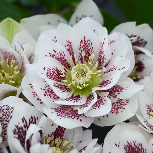 Confetti Cake Lenten Rose Perennial. NEW! Showy Double Flowers, Beautiful Shades.