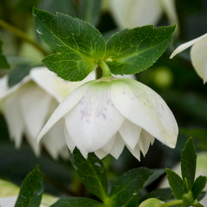 Confetti Cake Lenten Rose Perennial. NEW! Showy Double Flowers, Beautiful Shades.