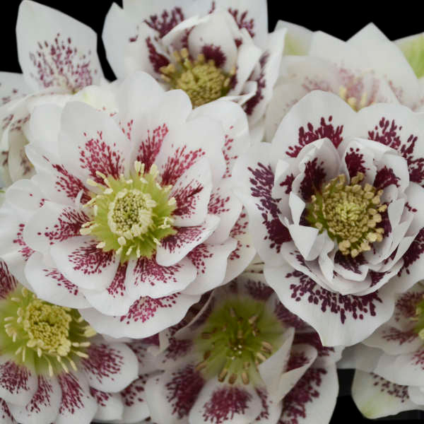 Confetti Cake Lenten Rose Perennial. NEW! Showy Double Flowers, Beautiful Shades.