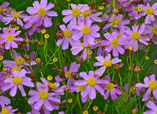 4 Live American Dream Pink Coreopsis Perennials. Stunning Colors. Super Easy to Grow. Loves Sun. Attracts Butterflies and Hummingbirds.