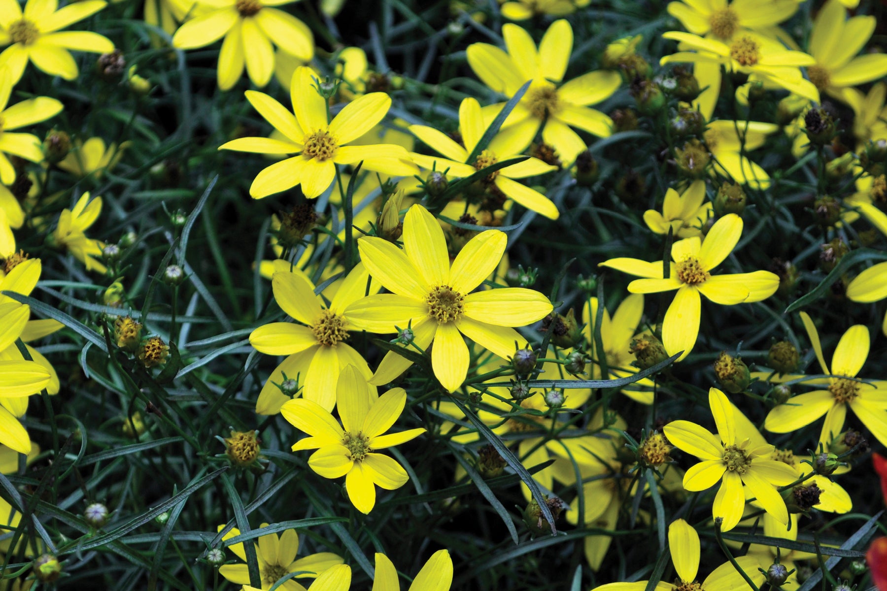 Creek Hill Nursery / Coreopsis 'Electric Avenue'