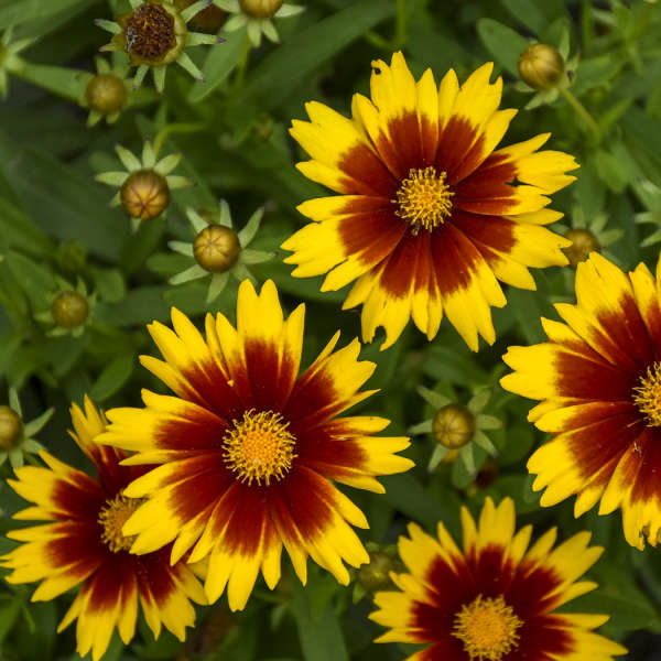 3 Coreopsis UPTICK™ Gold & Bronze 'Baluptgonz' Tickseed Perennial Starters. Love Sun. Easy to Grow. Great for Beginners.