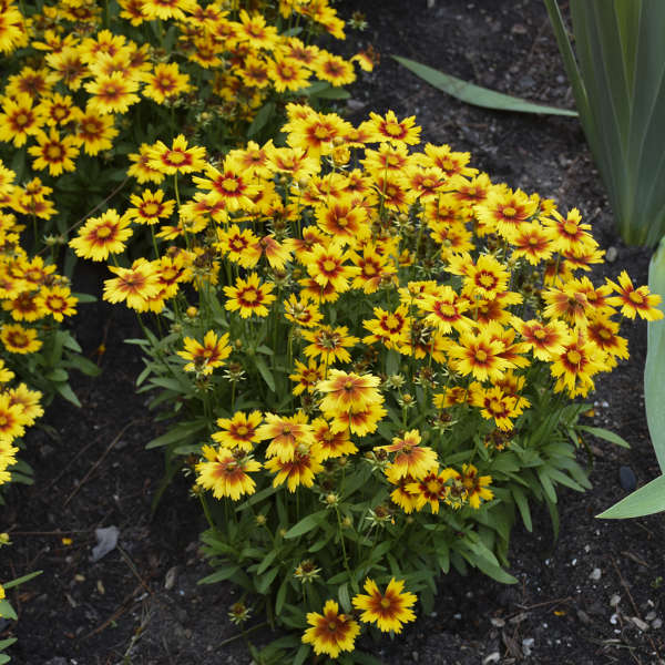 3 Coreopsis UPTICK™ Gold & Bronze 'Baluptgonz' Tickseed Perennial Starters. Love Sun. Easy to Grow. Great for Beginners.