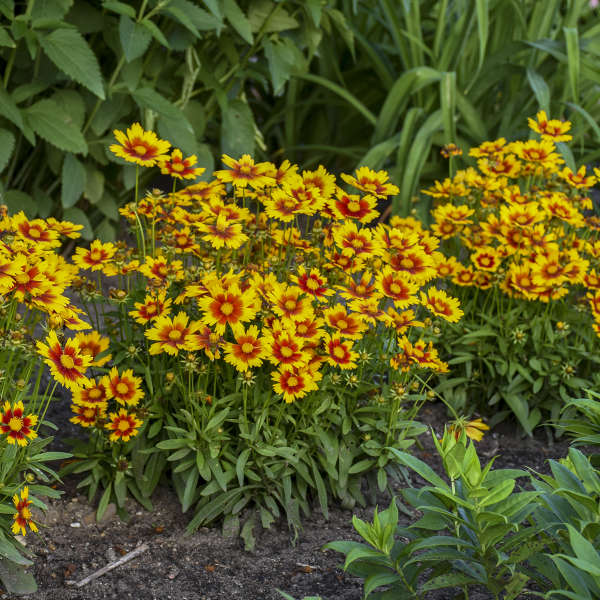 3 Coreopsis UPTICK™ Gold & Bronze 'Baluptgonz' Tickseed Perennial Starters. Love Sun. Easy to Grow. Great for Beginners.